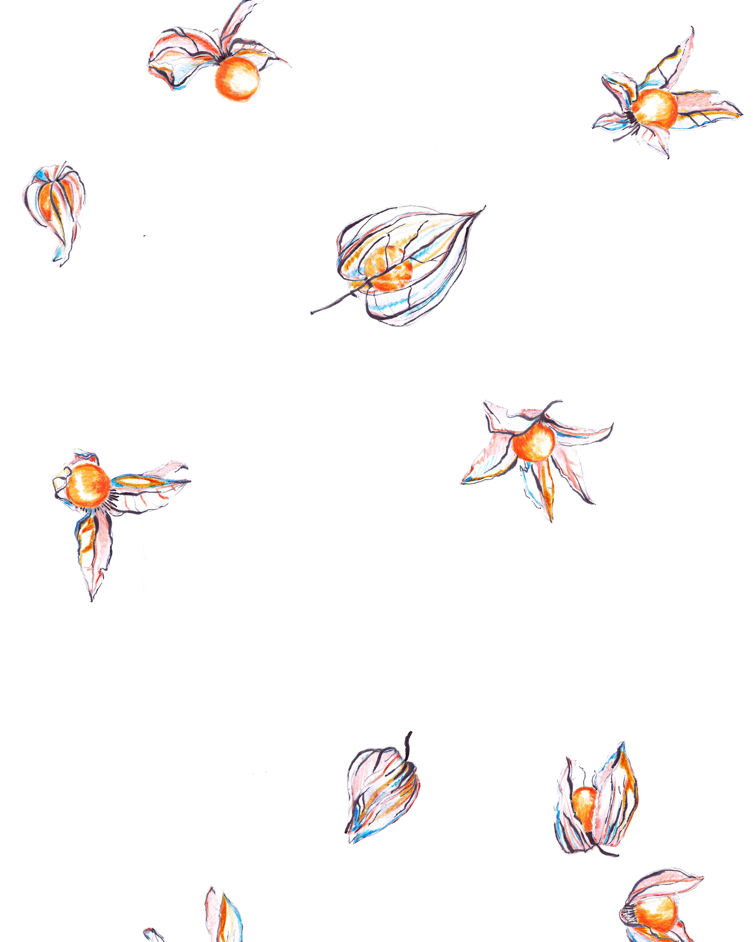 Physalis